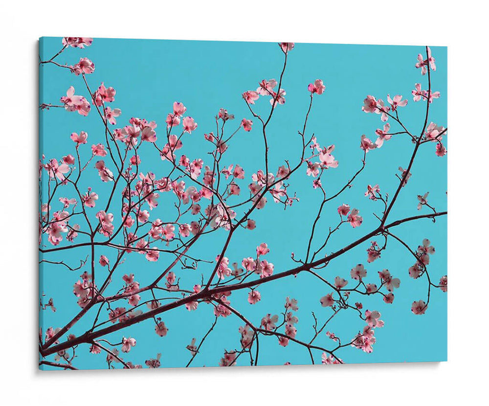 Pétalos Y Cielo Iii - Sharon Chandler | Cuadro decorativo de Canvas Lab