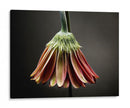 Flores De Estudio Ii - James McLoughlin | Cuadro decorativo de Canvas Lab