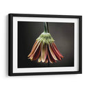 Flores De Estudio Ii - James McLoughlin | Cuadro decorativo de Canvas Lab