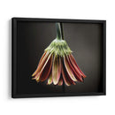 Flores De Estudio Ii - James McLoughlin | Cuadro decorativo de Canvas Lab