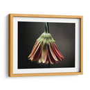 Flores De Estudio Ii - James McLoughlin | Cuadro decorativo de Canvas Lab