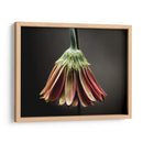 Flores De Estudio Ii - James McLoughlin | Cuadro decorativo de Canvas Lab