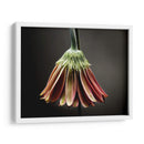 Flores De Estudio Ii - James McLoughlin | Cuadro decorativo de Canvas Lab