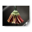 Flores De Estudio Ii - James McLoughlin | Cuadro decorativo de Canvas Lab