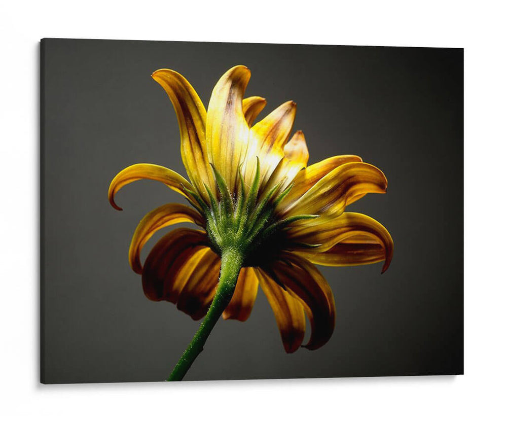 Flores De Estudio Iii - James McLoughlin | Cuadro decorativo de Canvas Lab