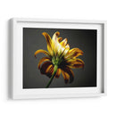 Flores De Estudio Iii - James McLoughlin | Cuadro decorativo de Canvas Lab