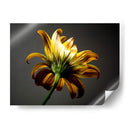 Flores De Estudio Iii - James McLoughlin | Cuadro decorativo de Canvas Lab