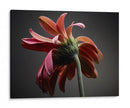 Flores De Estudio Iv - James McLoughlin | Cuadro decorativo de Canvas Lab