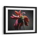 Flores De Estudio Iv - James McLoughlin | Cuadro decorativo de Canvas Lab