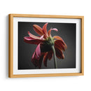 Flores De Estudio Iv - James McLoughlin | Cuadro decorativo de Canvas Lab