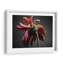 Flores De Estudio Iv - James McLoughlin | Cuadro decorativo de Canvas Lab