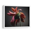 Flores De Estudio Iv - James McLoughlin | Cuadro decorativo de Canvas Lab