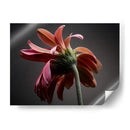 Flores De Estudio Iv - James McLoughlin | Cuadro decorativo de Canvas Lab