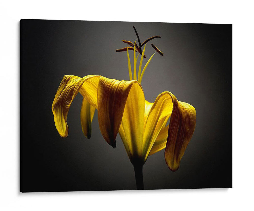 Flores De Estudio V - James McLoughlin | Cuadro decorativo de Canvas Lab