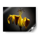 Flores De Estudio V - James McLoughlin | Cuadro decorativo de Canvas Lab