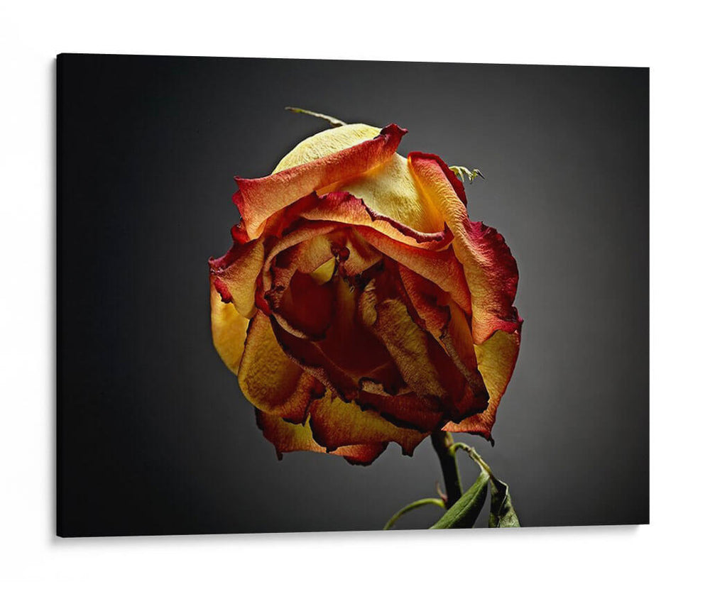 Flores De Estudio Vi - James McLoughlin | Cuadro decorativo de Canvas Lab