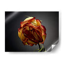 Flores De Estudio Vi - James McLoughlin | Cuadro decorativo de Canvas Lab