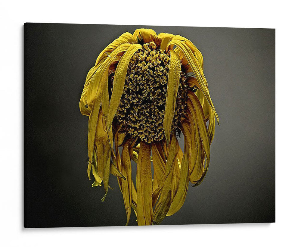 Flores De Estudio Vii - James McLoughlin | Cuadro decorativo de Canvas Lab