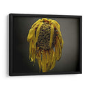 Flores De Estudio Vii - James McLoughlin | Cuadro decorativo de Canvas Lab