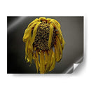 Flores De Estudio Vii - James McLoughlin | Cuadro decorativo de Canvas Lab