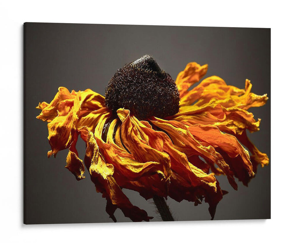 Flores De Estudio Viii - James McLoughlin | Cuadro decorativo de Canvas Lab
