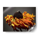 Flores De Estudio Viii - James McLoughlin | Cuadro decorativo de Canvas Lab