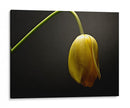 Flores De Estudio Ix - James McLoughlin | Cuadro decorativo de Canvas Lab