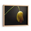 Flores De Estudio Ix - James McLoughlin | Cuadro decorativo de Canvas Lab