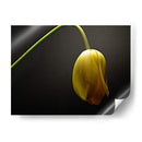 Flores De Estudio Ix - James McLoughlin | Cuadro decorativo de Canvas Lab