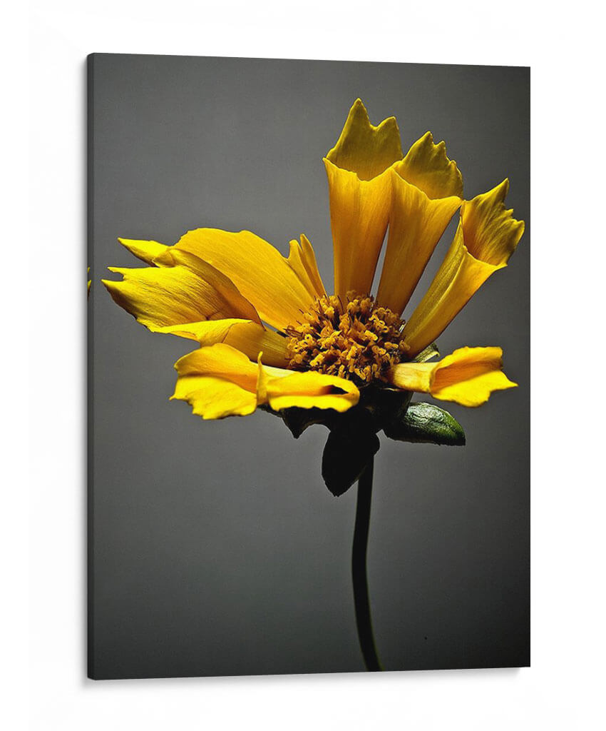 Flores De Estudio X - James McLoughlin | Cuadro decorativo de Canvas Lab