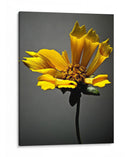 Flores De Estudio X - James McLoughlin | Cuadro decorativo de Canvas Lab