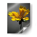 Flores De Estudio X - James McLoughlin | Cuadro decorativo de Canvas Lab