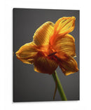 Flores De Estudio Xi - James McLoughlin | Cuadro decorativo de Canvas Lab