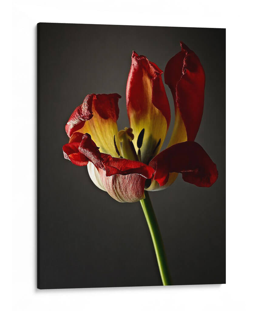 Flores De Estudio Xii - James McLoughlin | Cuadro decorativo de Canvas Lab