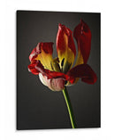 Flores De Estudio Xii - James McLoughlin | Cuadro decorativo de Canvas Lab