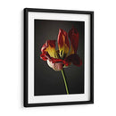 Flores De Estudio Xii - James McLoughlin | Cuadro decorativo de Canvas Lab