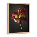 Flores De Estudio Xii - James McLoughlin | Cuadro decorativo de Canvas Lab