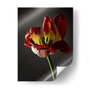 Flores De Estudio Xii - James McLoughlin | Cuadro decorativo de Canvas Lab