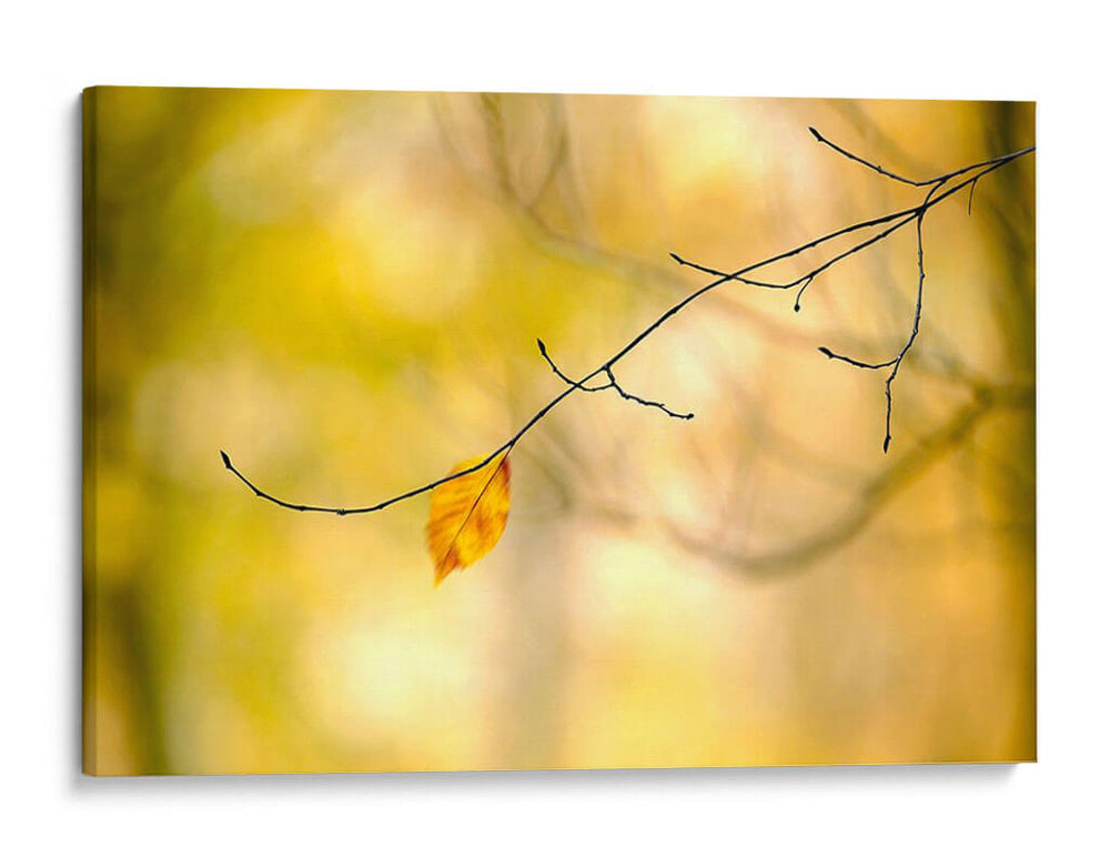 Bosque Corre Yo - James McLoughlin | Cuadro decorativo de Canvas Lab