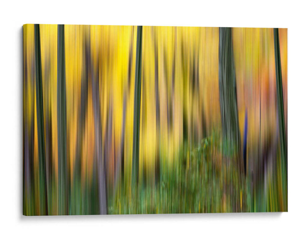 Forest Run Ii - James McLoughlin | Cuadro decorativo de Canvas Lab