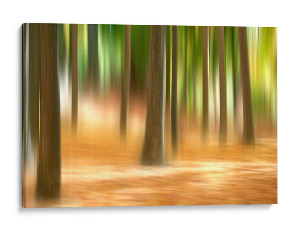 Forest Run Iii - James McLoughlin | Cuadro decorativo de Canvas Lab