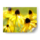 Susan Study Ii - James McLoughlin | Cuadro decorativo de Canvas Lab