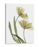Xray Tulip I - Judy Stalus | Cuadro decorativo de Canvas Lab