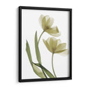 Xray Tulip I - Judy Stalus | Cuadro decorativo de Canvas Lab