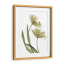Xray Tulip I - Judy Stalus | Cuadro decorativo de Canvas Lab