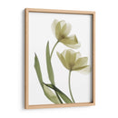 Xray Tulip I - Judy Stalus | Cuadro decorativo de Canvas Lab