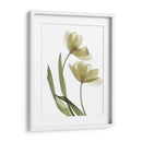 Xray Tulip I - Judy Stalus | Cuadro decorativo de Canvas Lab