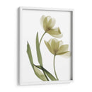 Xray Tulip I - Judy Stalus | Cuadro decorativo de Canvas Lab