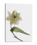 Xray Tulipi Ii - Judy Stalus | Cuadro decorativo de Canvas Lab