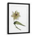 Xray Tulipi Ii - Judy Stalus | Cuadro decorativo de Canvas Lab